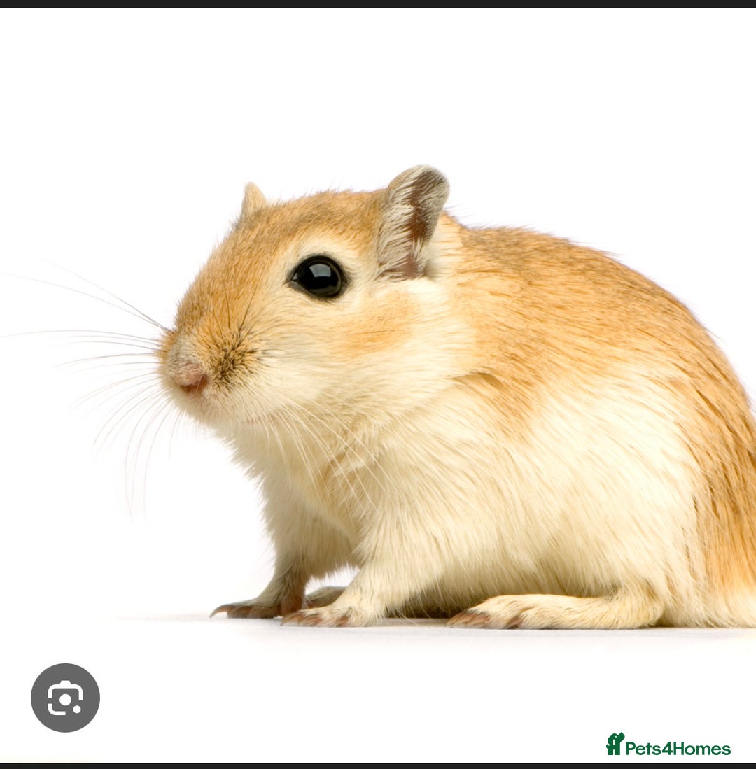 Gerbil rodents for sale: Wanted to adopt - Advert 1