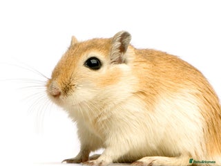 Gerbil rodents Wanted to adopt - Advert 2