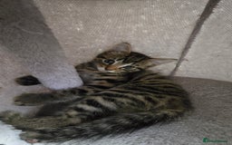 Mixed Breed cats for sale: 5 Kittens for sale - Image 29