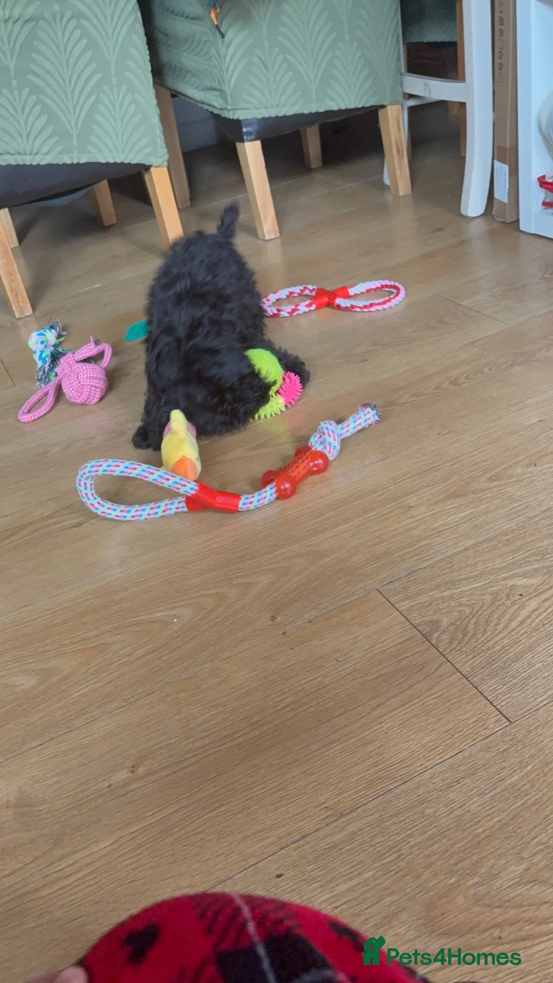 Cockapoo dogs for sale: Puppy for Sale in London - Advert 2