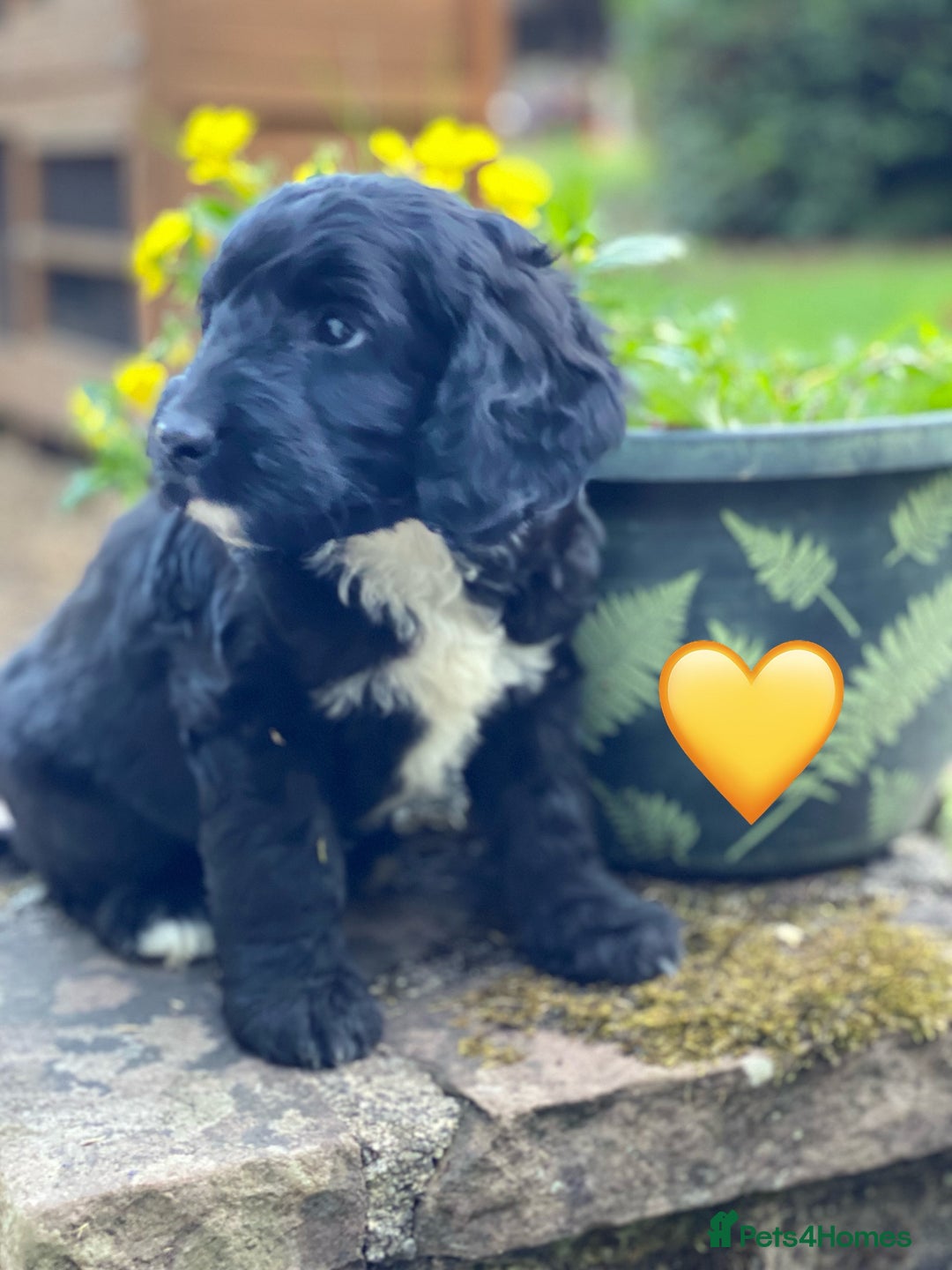 Sproodle dogs for sale: Stunning F1 Sproodle puppies  - Image 5