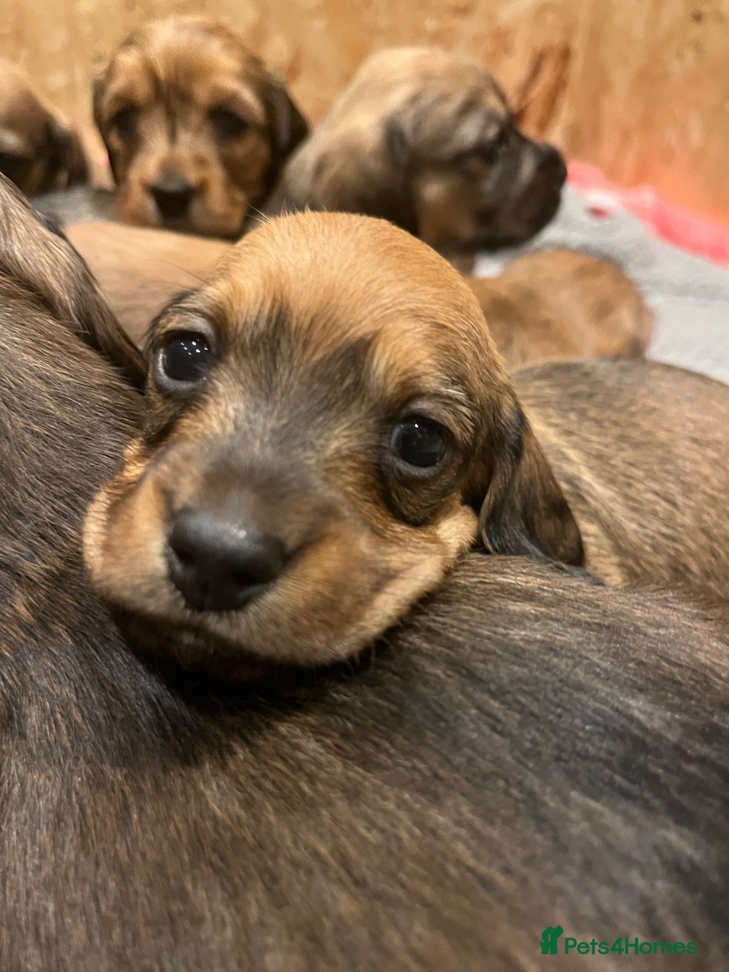 Miniature Dachshund dogs Gorgeous miniature Dachshund puppies-family raised - Advert 1