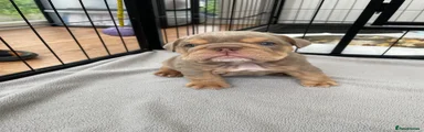 English Bulldog Puppy 2 lilac & Tan