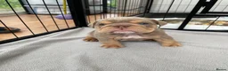 English Bulldog dogs for sale: English bulldog Fully KC registered @TheBullyLab26 - Advert 11