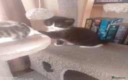Mixed Breed cats for sale: 9 adorable Disney kitten couples  - Image 15