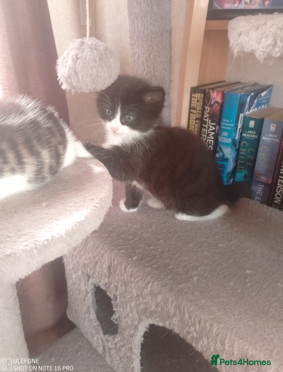 Mixed Breed cats for sale: 9 adorable Disney kitten couples  - Image 15