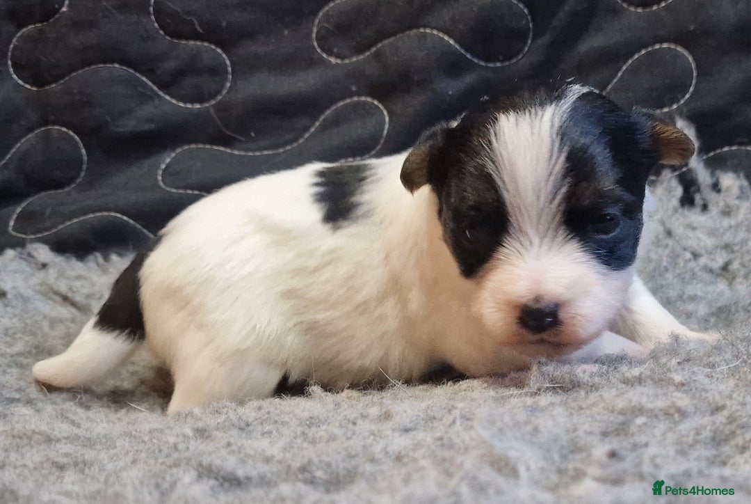 Jack Russell dogs for sale: kC Reg Jack Russell Pups, DNA Health Tested - Image 26