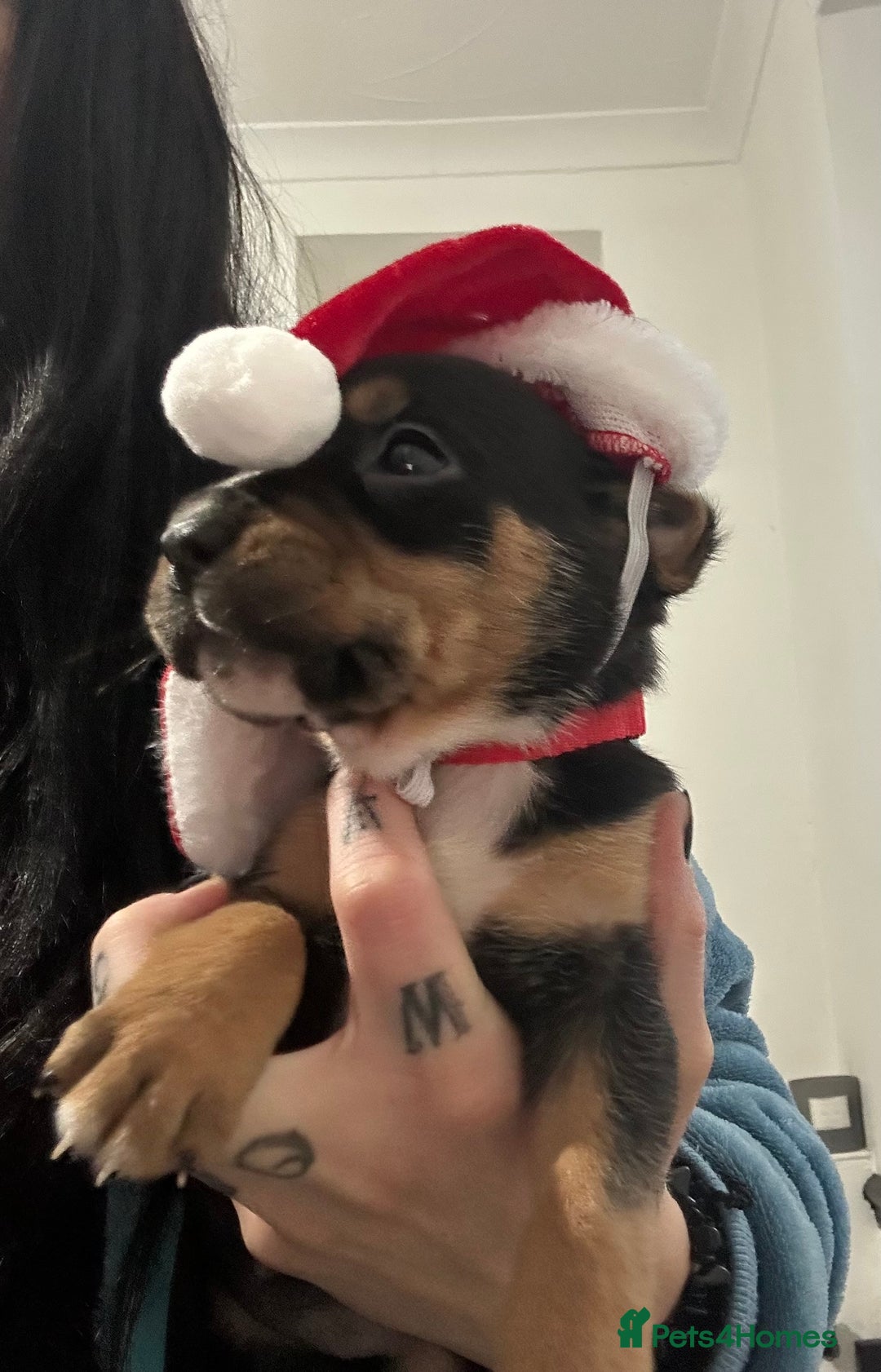 Mixed Breed dogs for sale: A beautiful litter of Rottweiler/staff/mastiffs - Advert 31