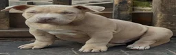 American Bully dogs for sale: American  bully puppies - Advert 6