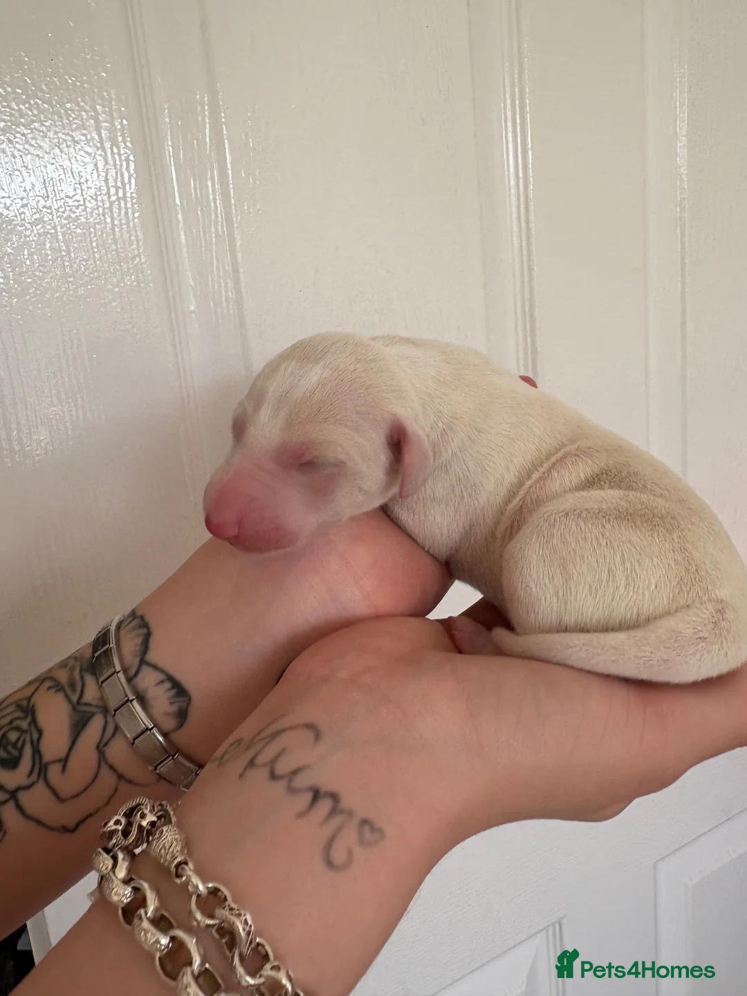 Mixed Breed dogs for sale: Whippet cross puppies  - Advert 2
