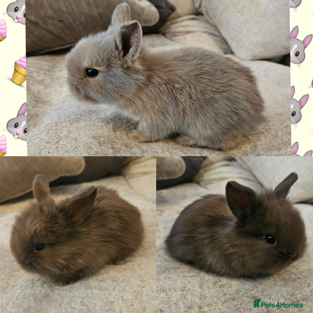 Mini Lion Lop rabbits for sale: Fluffy lion-lop bunnies BOYS READY NOW - Image 2