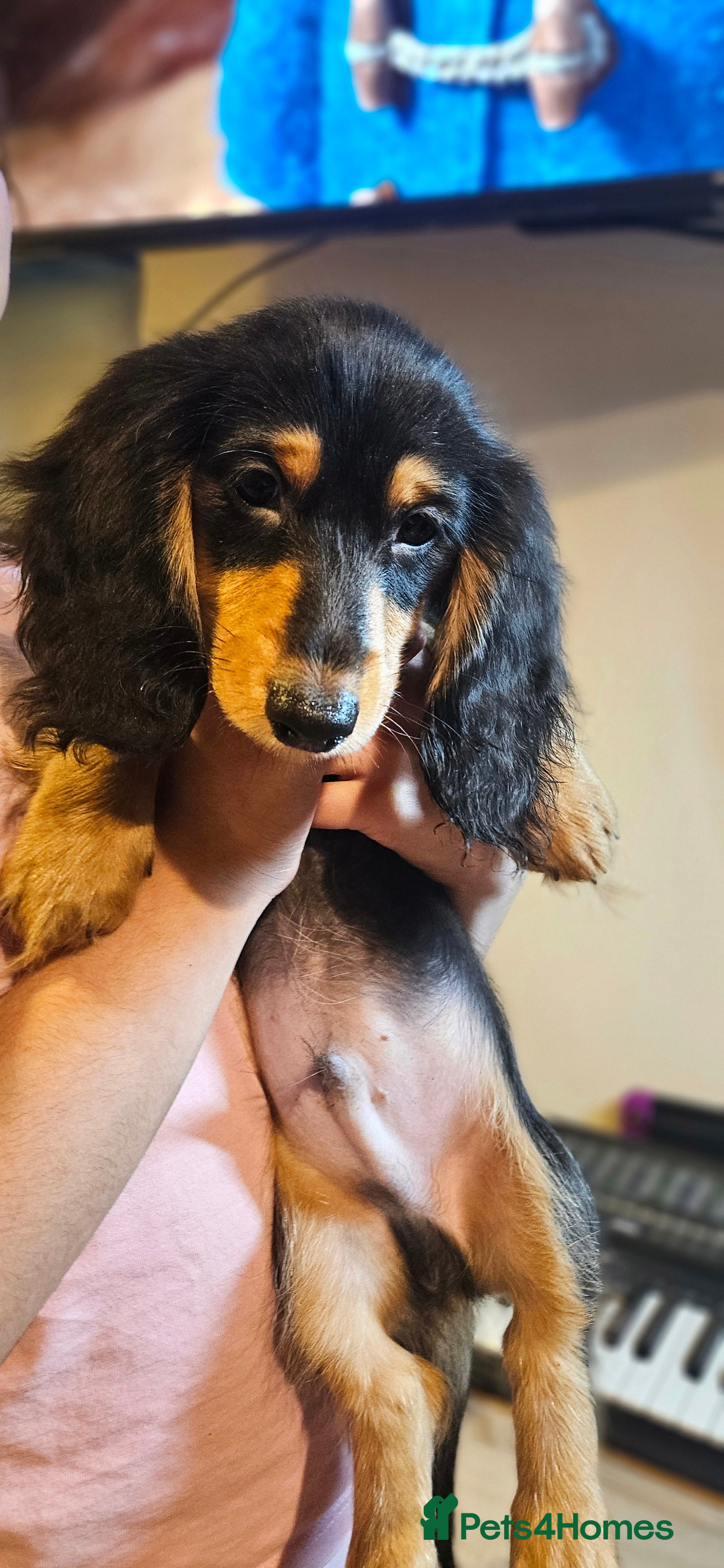 Miniature Dachshund dogs 4 BOYS ,Ready now 🩵🩵🩵🩵 - Advert 16