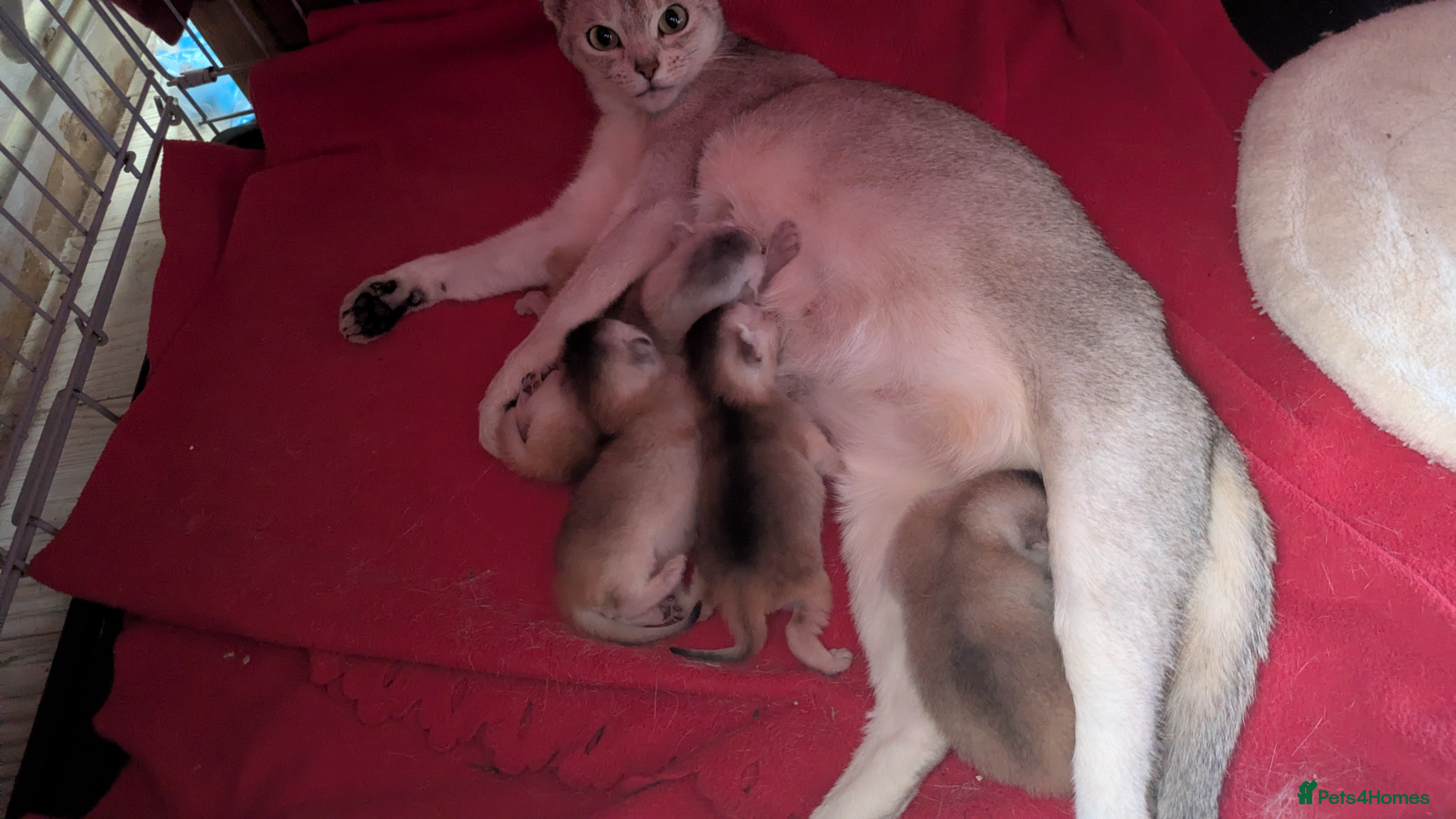 Abyssinian cats for sale: GCCF registered Abyssinian Kittens  - Advert 2