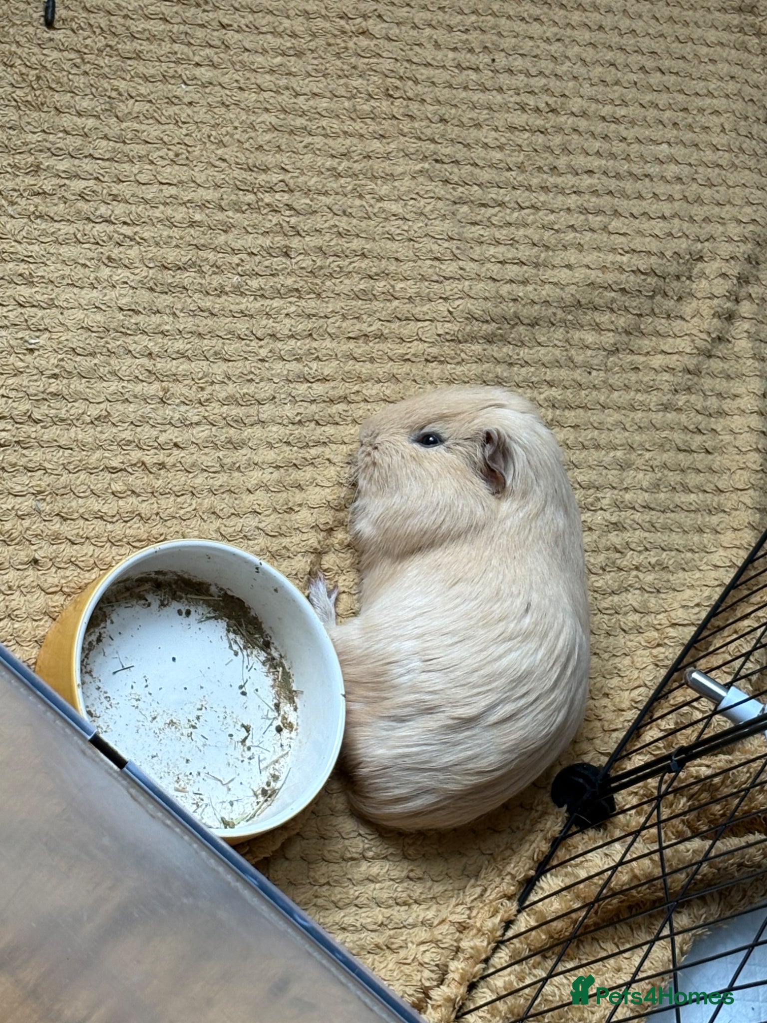 Guinea Pig rodents Percy Quincy Barry & Ray - Advert 1