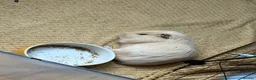Guinea Pig rodents for sale: Percy Quincy Barry & Ray in Sale - Advert 1