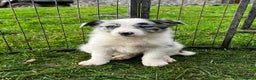 Border Collie dogs for sale: 5 Beautiful Blue Merle Border Collie Puppies - Advert 29