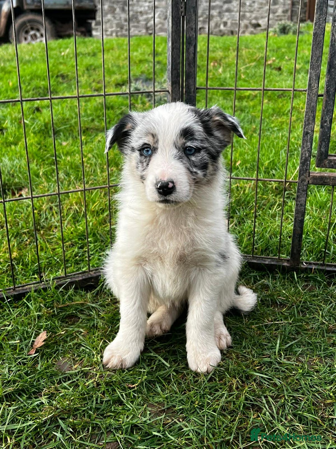 Border Collie dogs for sale: 5 Beautiful Blue Merle Border Collie Puppies - Advert 29