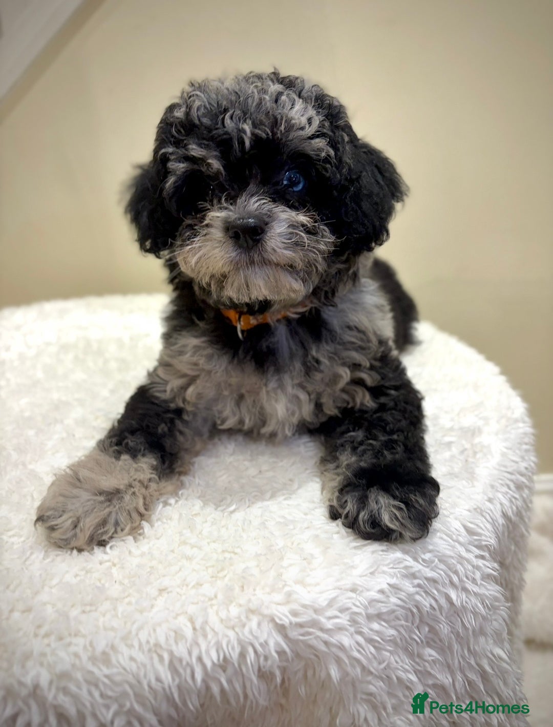 Cavapoo dogs for sale: Extensively health tested F1b teddy bear Cavapoos  - Advert 1