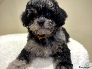 Cavapoo dogs Extensively health tested F1b teddy bear Cavapoos - Advert 6