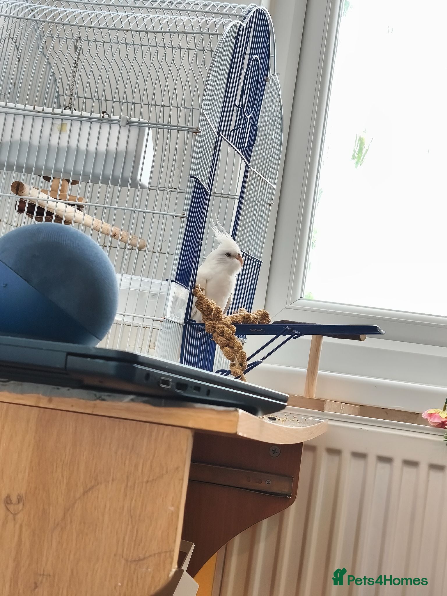 Cockatiels birds 1yr old cockateil for sale - Advert 1