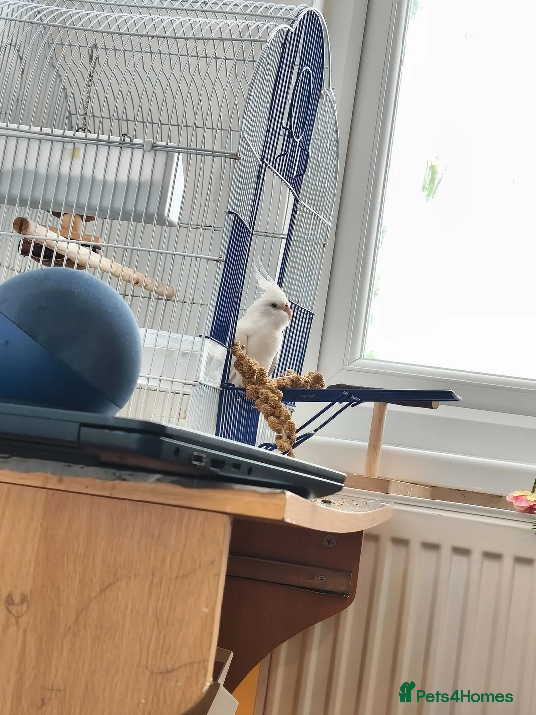Cockatiels birds for sale: 1yr old cockateil for sale in Chatham - Advert 1