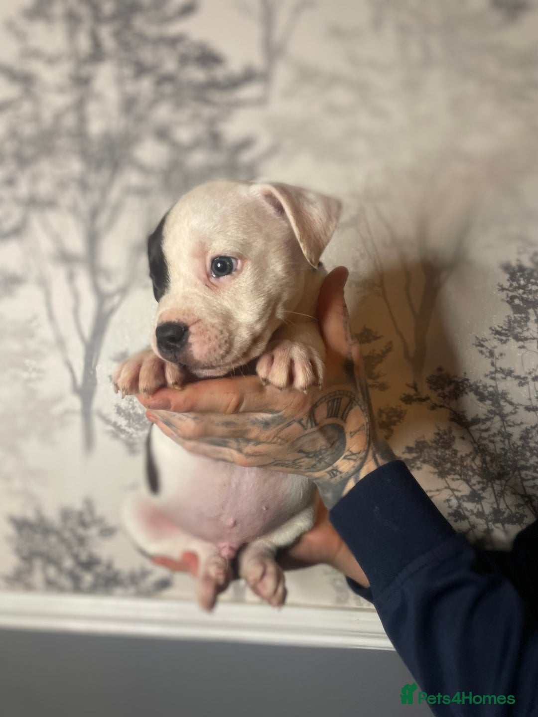 American Bully dogs for sale: Pocket bully puppies  - Advert 13