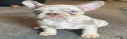French Bulldog dogs for sale: FLUFFY AND PINK CARRIERS  - Advert 8