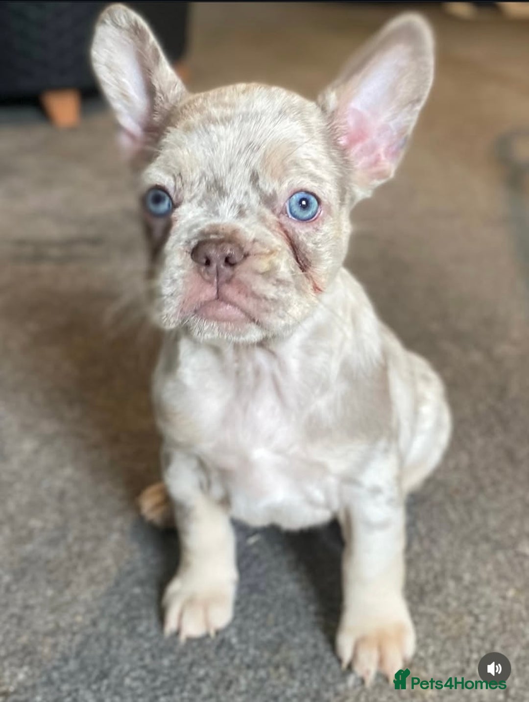 French Bulldog dogs for sale: FLUFFY AND PINK CARRIERS  - Advert 4