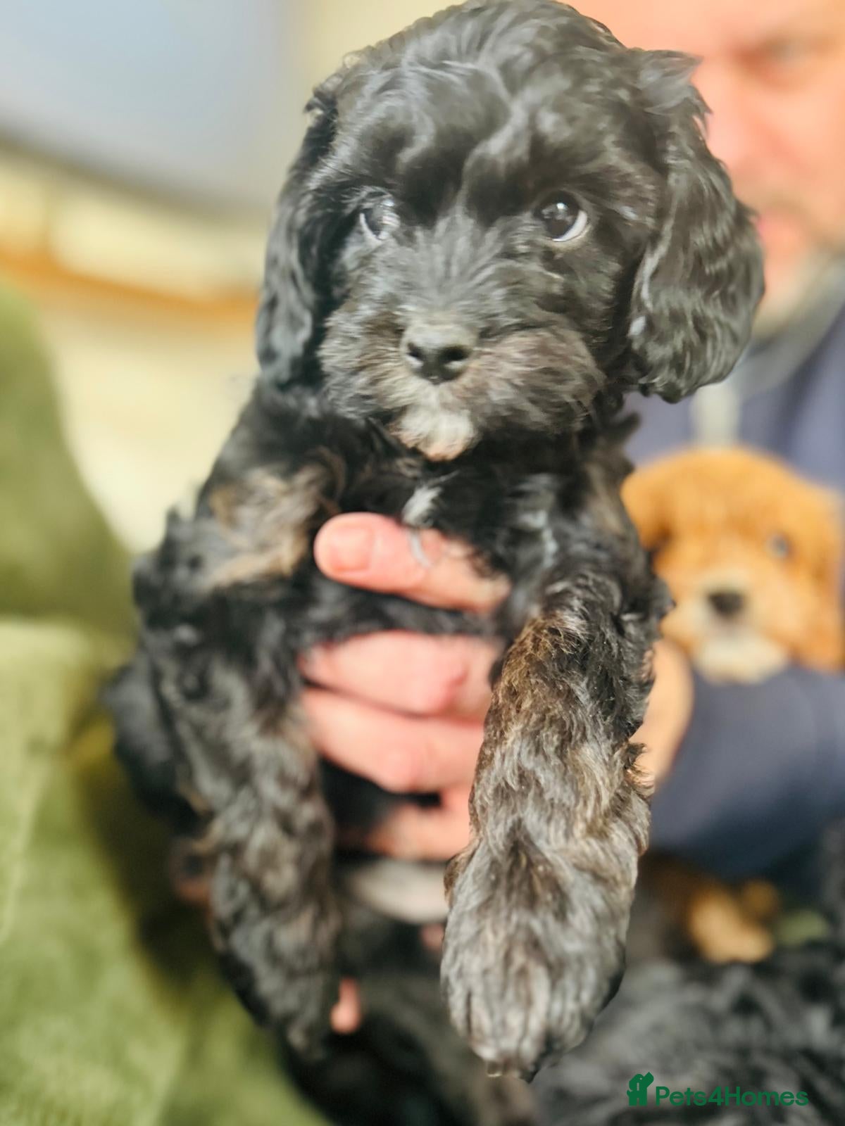 Cavapoo dogs Stunning cavapoos - Advert 3