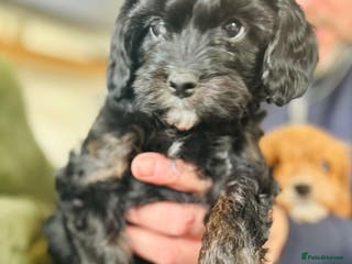 Cavapoo dogs Stunning cavapoos - Advert 3