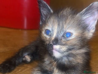 Russian Blue cats STUNNING KITTENS - Advert 4