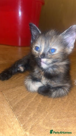 Russian Blue cats STUNNING KITTENS - Advert 4