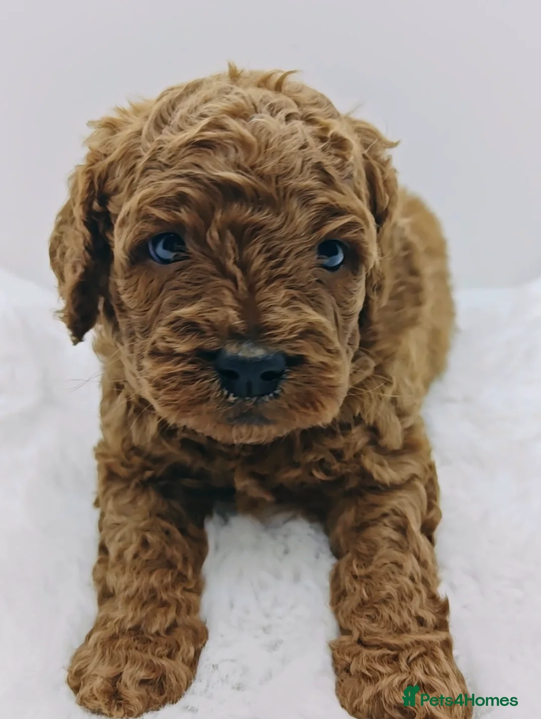 Cavapoo dogs for sale: Exeptional Health tested F1b cavapoo puppies  - Advert 2