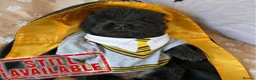 Chow Chow dogs for sale: 🐻❤️ GORGEOUS KC REGISTERED CHOW CHOW PUPPIES 🐾 - Advert 30
