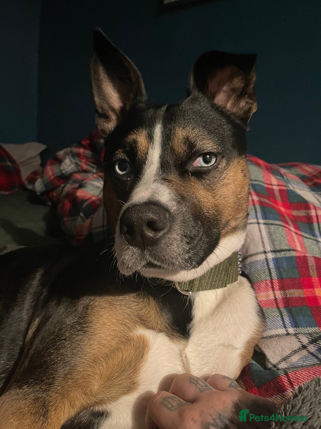 Mixed Breed dogs for sale: Loving Husky Mix for Sale in Saint Helens - Image 2