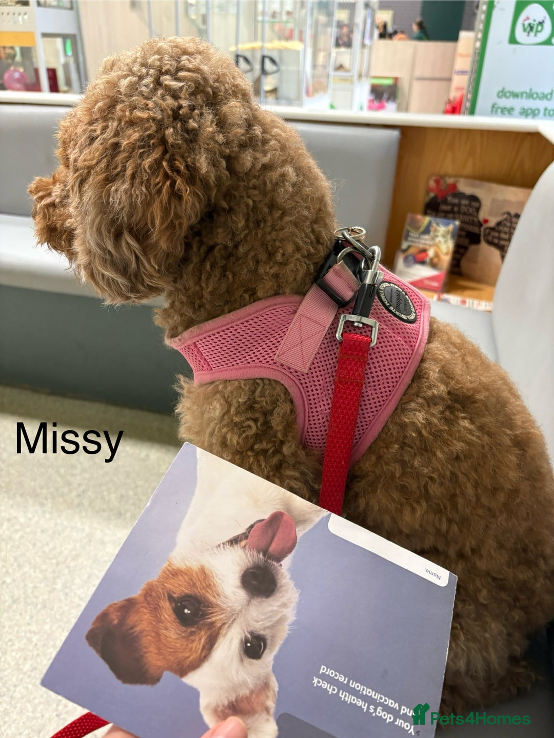 Cavapoo dogs for sale: 🔥 Waiting List for our next litter - F1 Cavapoos - Advert 5