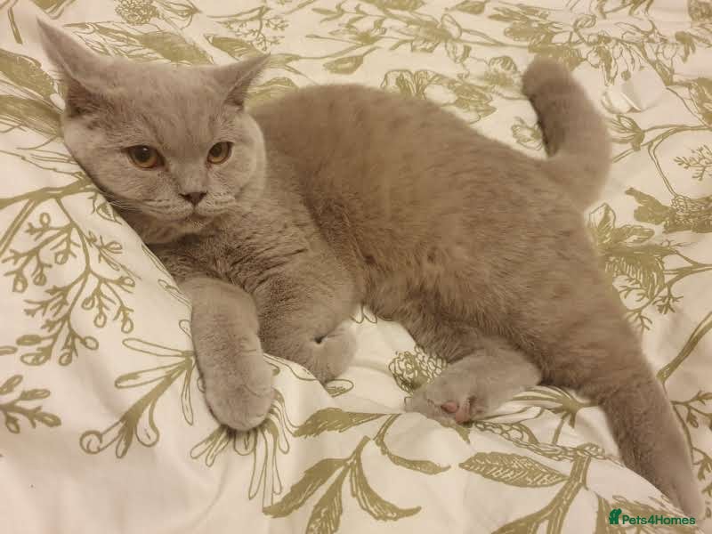 British Shorthair cats British cat  - Advert 17