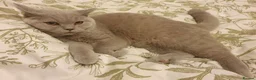British Shorthair cats for sale: British cat  - Advert 1