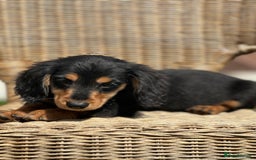 Miniature Dachshund dogs for sale: READY NOW 🤍MINIATURE LONG HAIR DACHSHUNDS  - Image 10