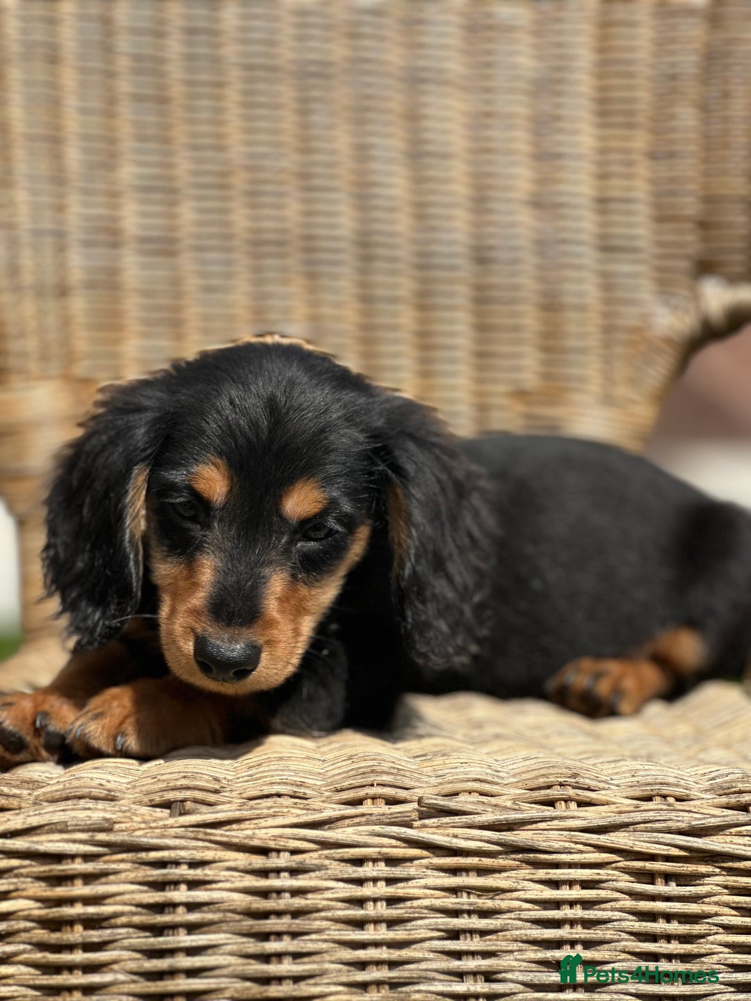 Miniature Dachshund dogs for sale: READY NOW 🤍MINIATURE LONG HAIR DACHSHUNDS  - Image 10