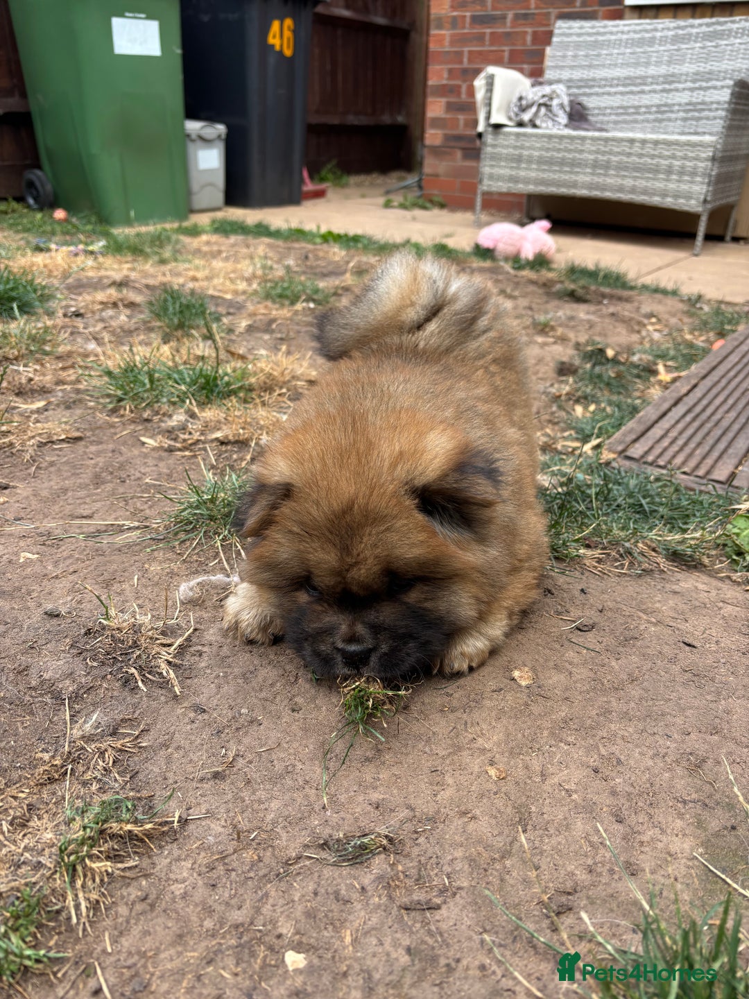 Chow Chow dogs for sale: 🐾 Chow Chow Puppies – Lilac & Chocolate Tones 🐾 - Image 5