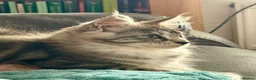 Maine Coon cats for sale: Pedigree Maine Coon kittens  - Advert 3
