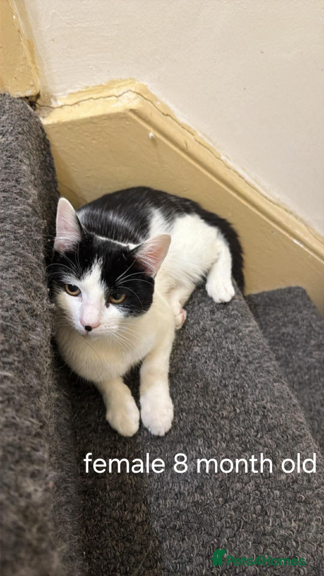 Mixed Breed cats 4 cats available (FREE) - Advert 1