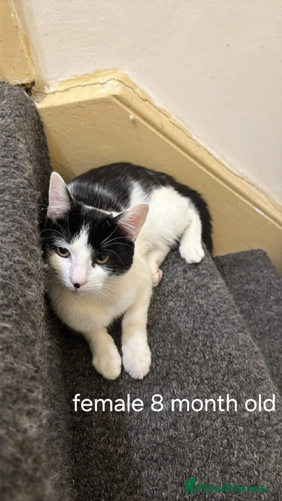 Mixed Breed cats for sale: 4 cats available (FREE) - Advert 1