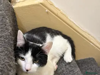 Mixed Breed cats 4 cats available (FREE) - Advert 1