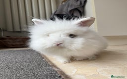 Lionhead rabbits for sale: Lionhead male bunny  - Image 2