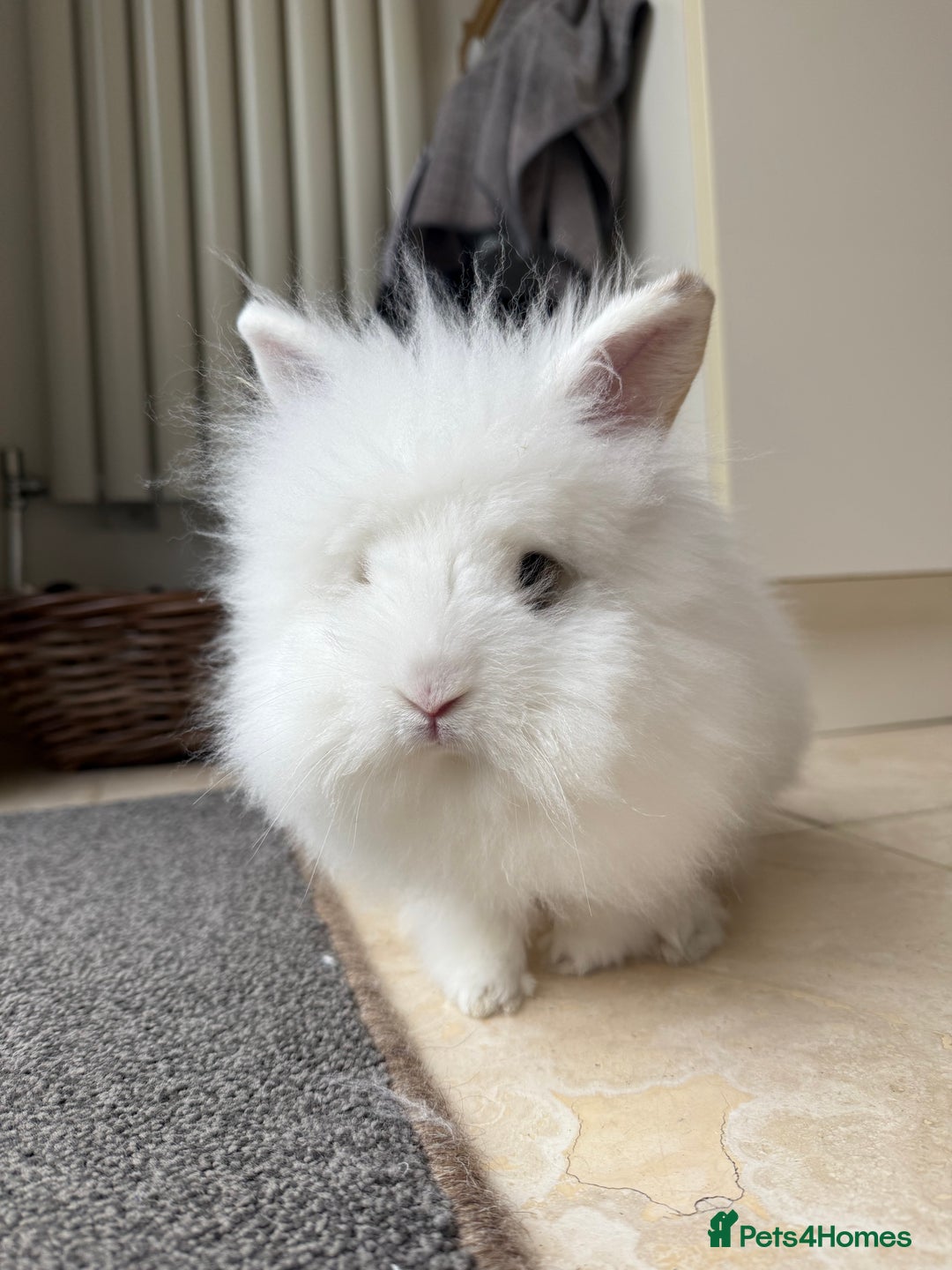 Lionhead rabbits for sale: Lionhead male bunny  - Image 2