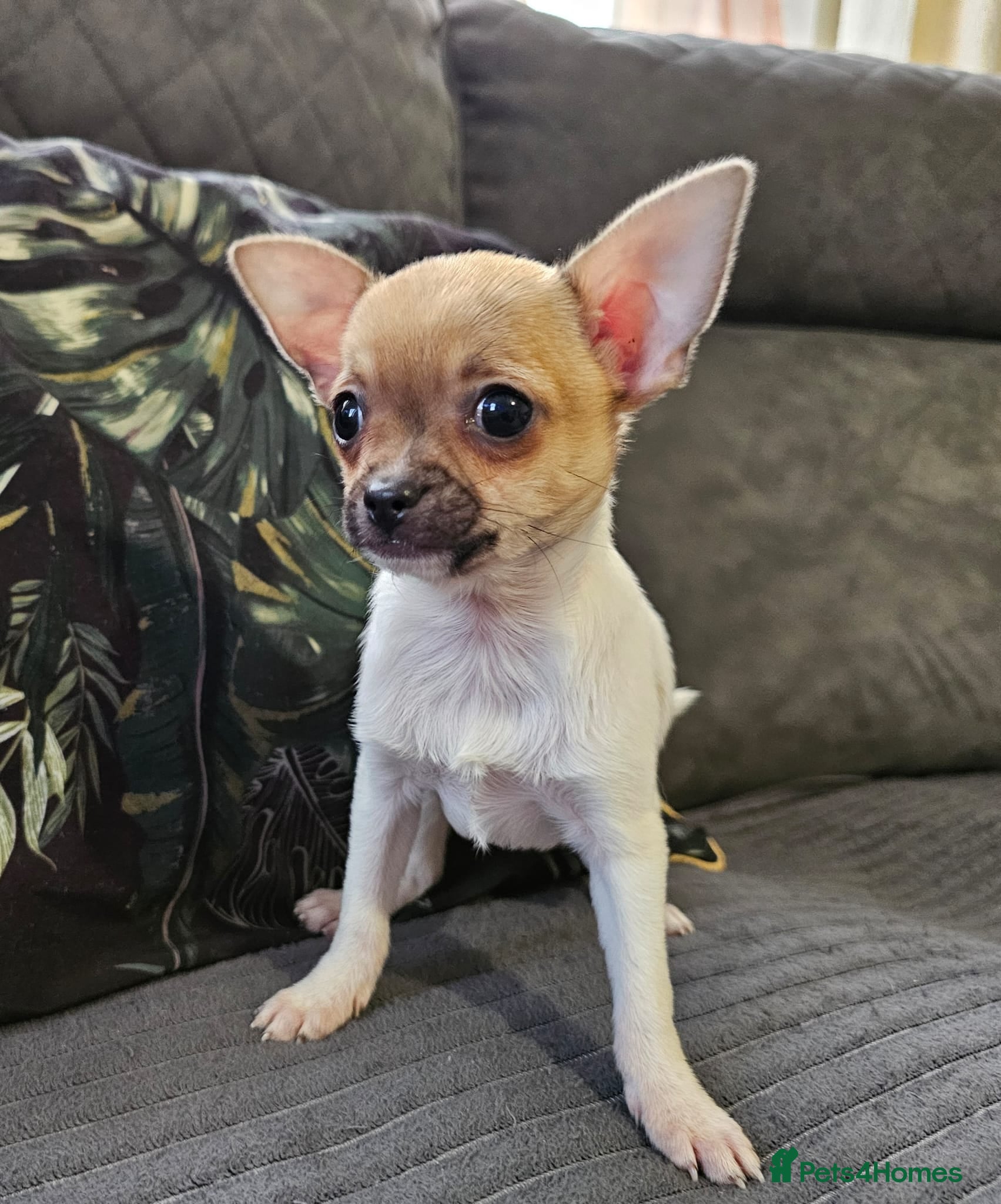 Chihuahua dogs Last boy adorable Chihuahua puppy ready to leave  - Advert 5