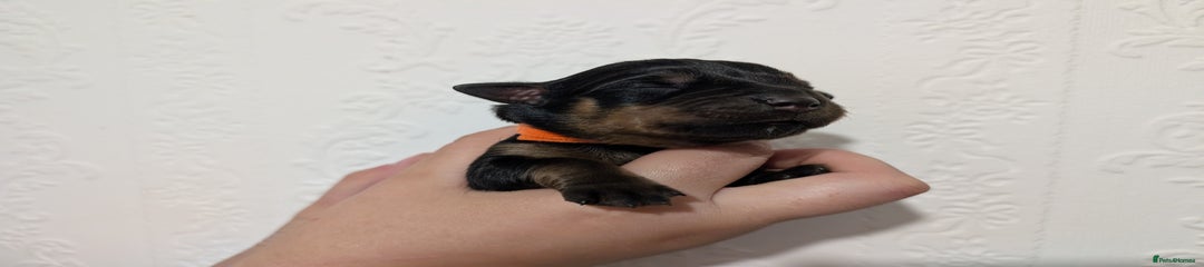 Orange, Boy