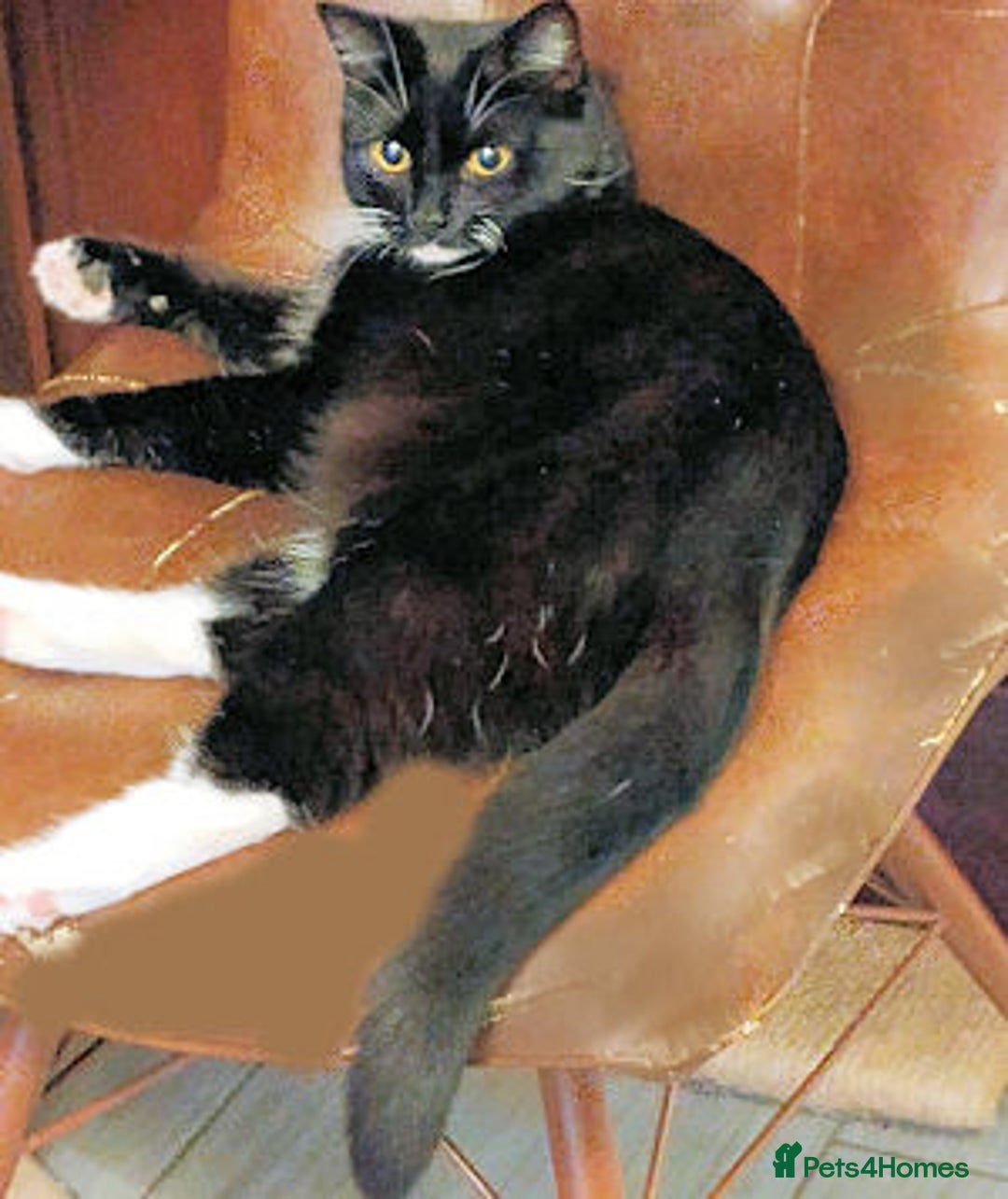 Mixed Breed cats for adoption: Bon bon - Advert 2